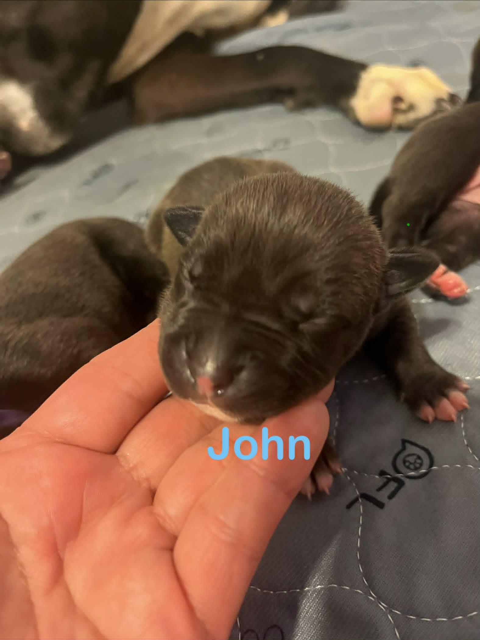 Enlarge John, a Adoptable mixed breed in St. Clair Shores, MI image 3/5