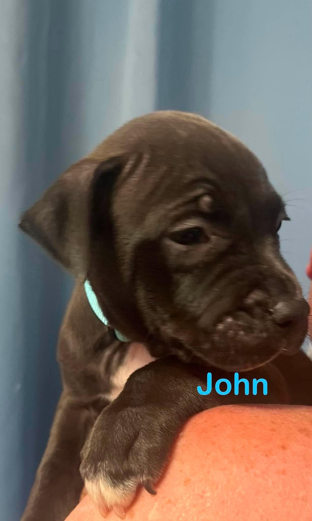 Enlarge John, a Adoptable mixed breed in St. Clair Shores, MI image 4/5