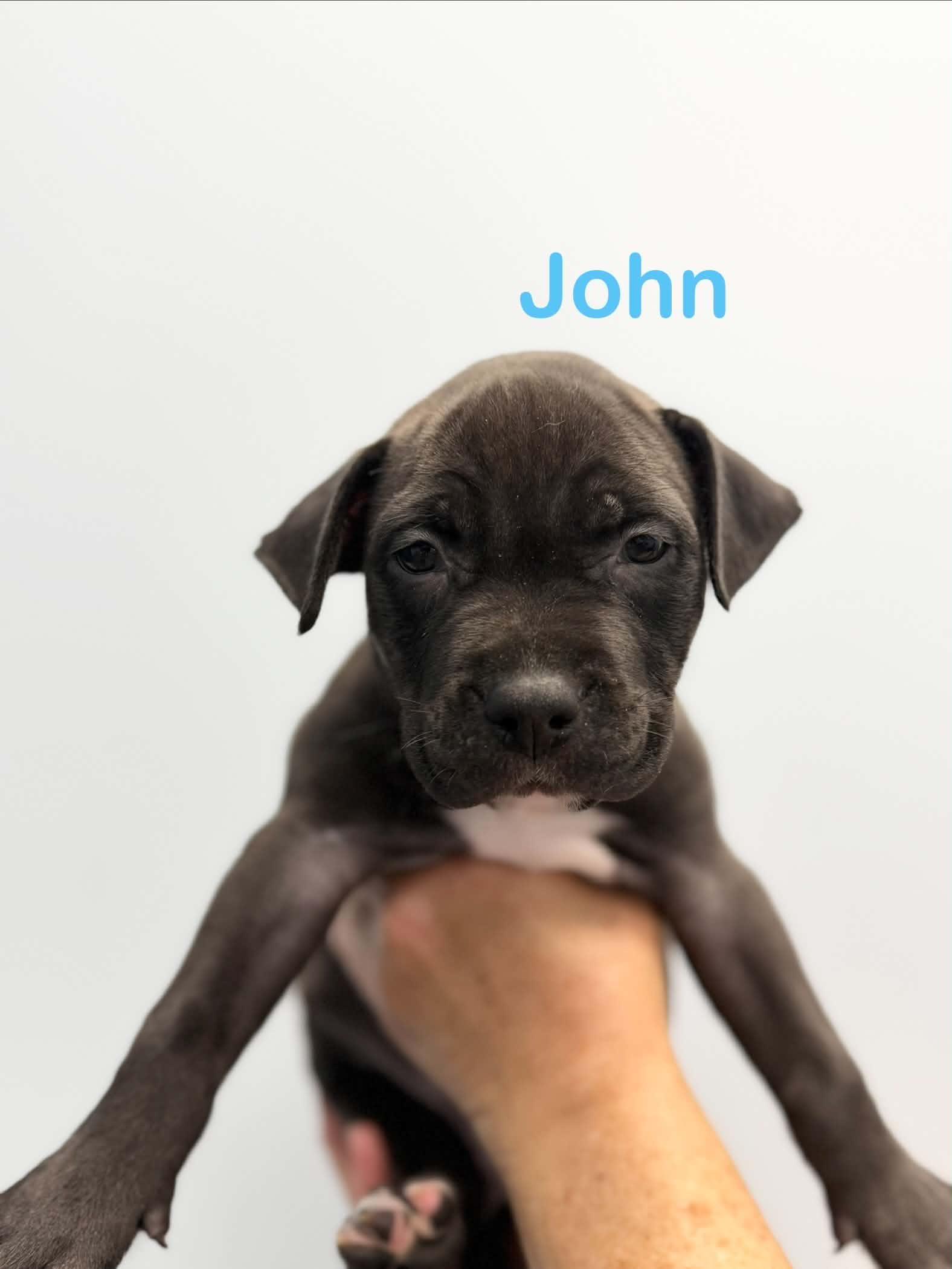 Enlarge John, a Adoptable mixed breed in St. Clair Shores, MI image 5/5