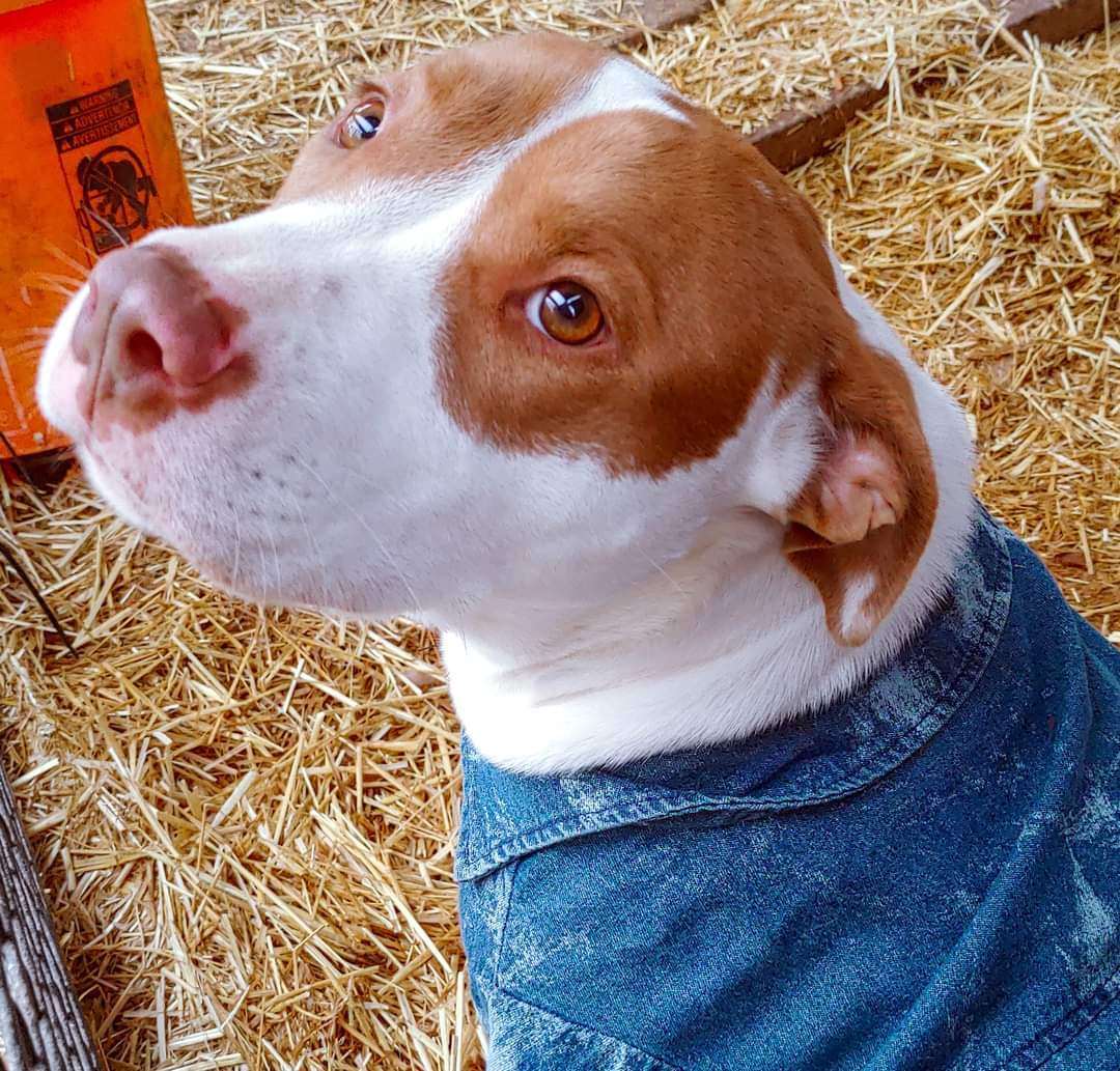 Molly, Adoptable, Adult Female Pit Bull Terrier.