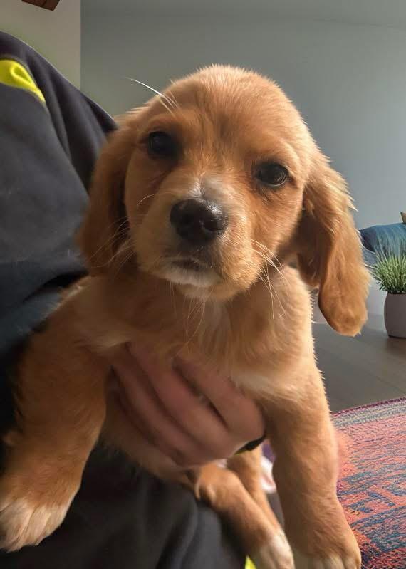 Gabe, adopted, Puppy Male Beagle & Golden Retriever.
