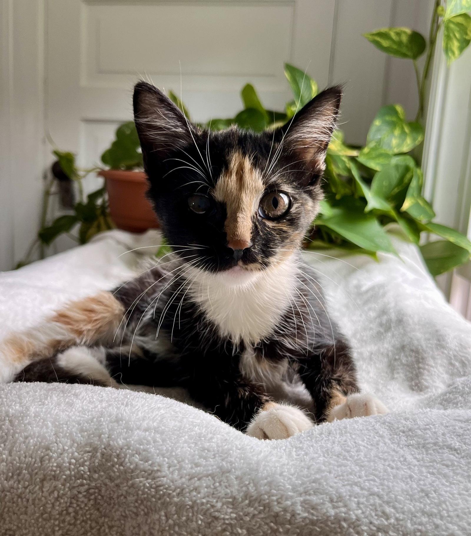 Enlarge Alice: At the shelter, a Adopted mixed breed in Rustburg, VA image 1/1