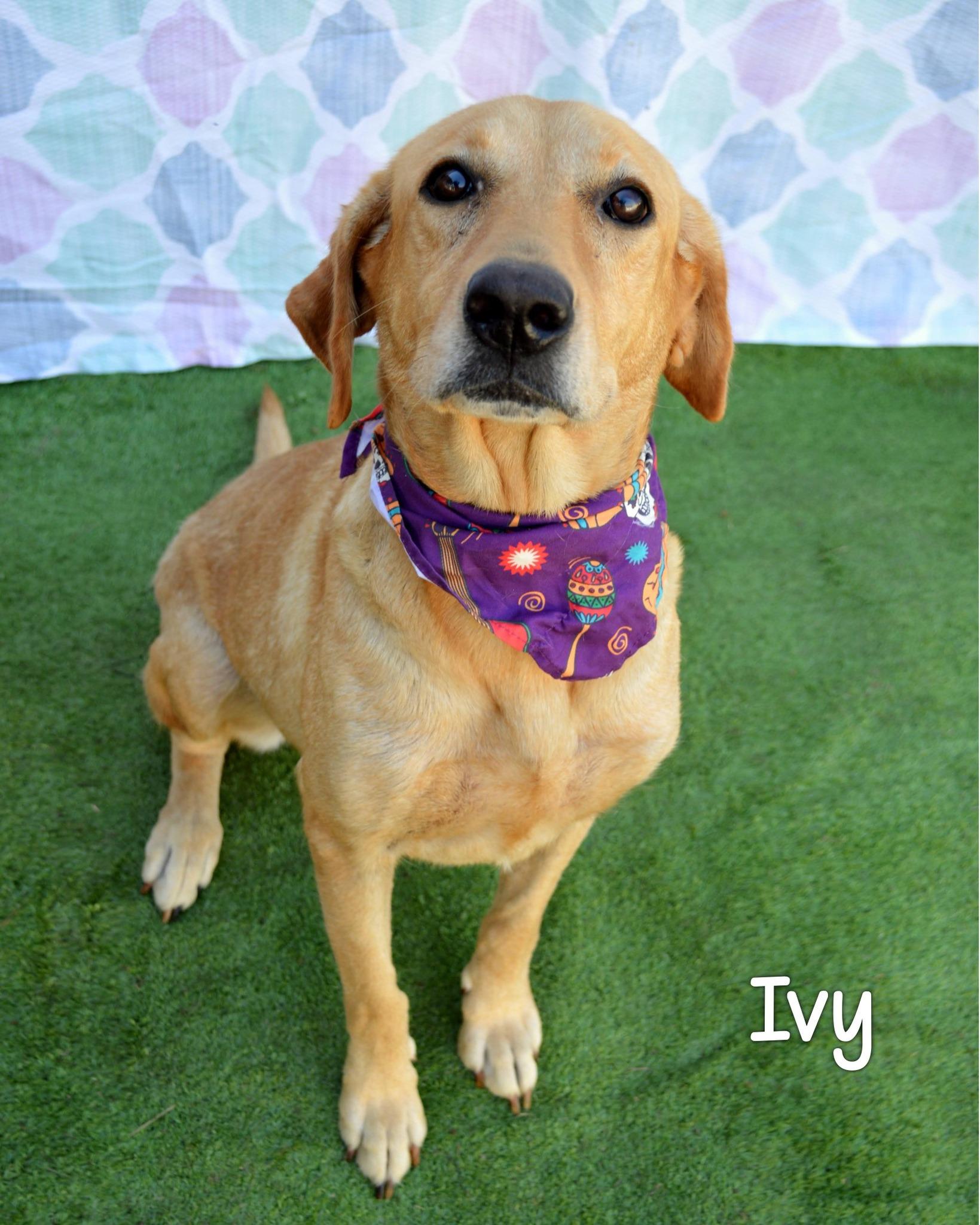 Enlarge WE NEED FOSTERS, a Adoptable Yellow Labrador Retriever in North Granby, CT image 1/1