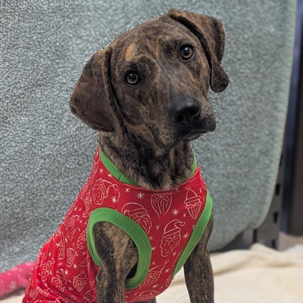 Fred, Adoptable, Adult Male Hound.