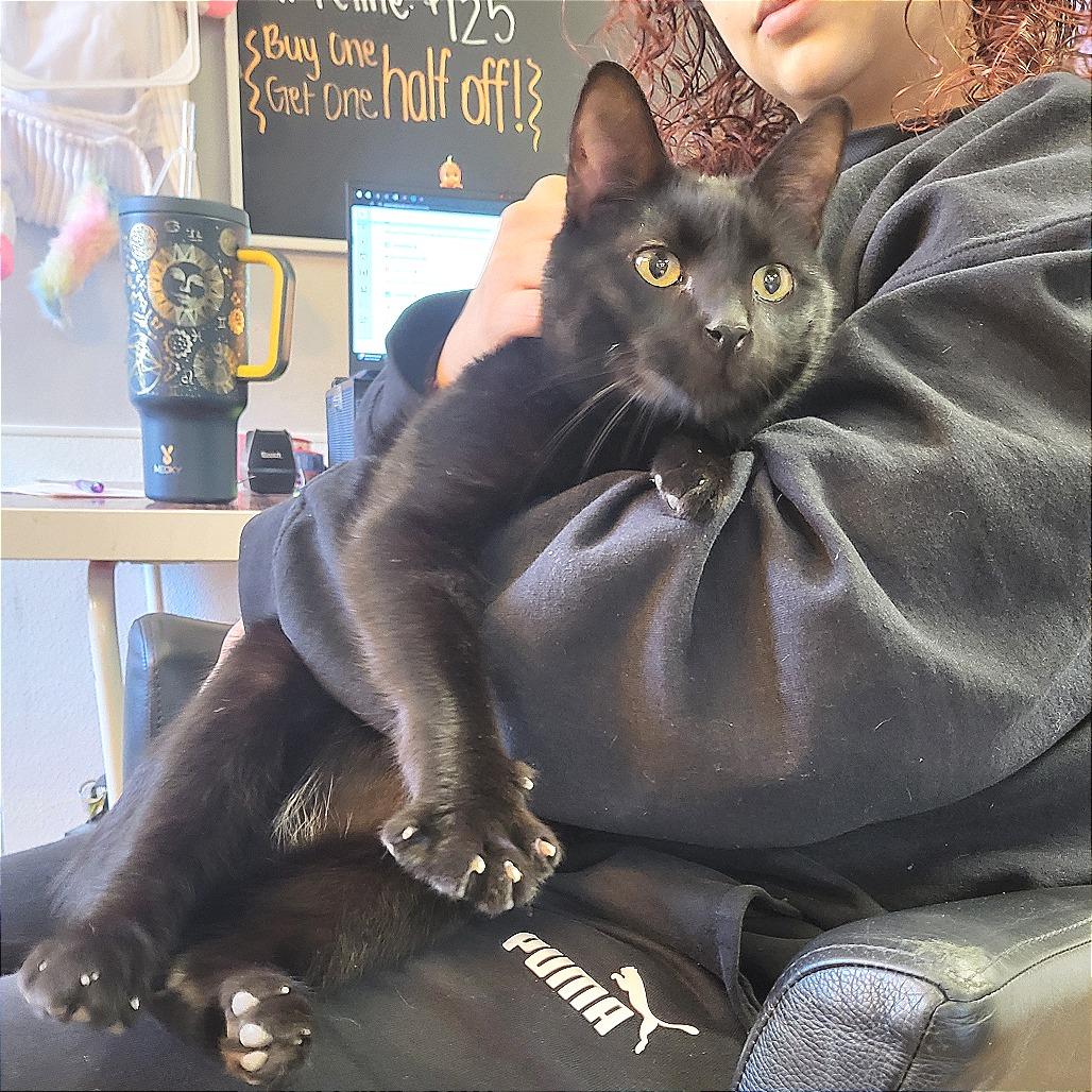 Marco - Petsmart Belleville, Adoptable, Adult Male Domestic Short Hair.