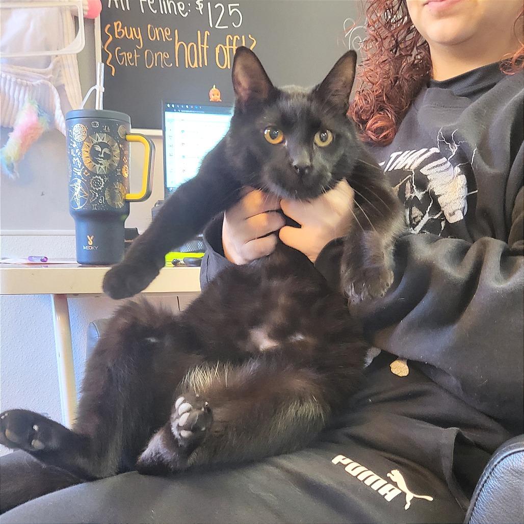 Enlarge Marco - Petsmart Belleville, a Adoptable Domestic Short Hair in Belleville, IL image 2/2