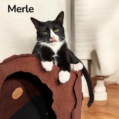 Merle & Hank — thumbnail 4