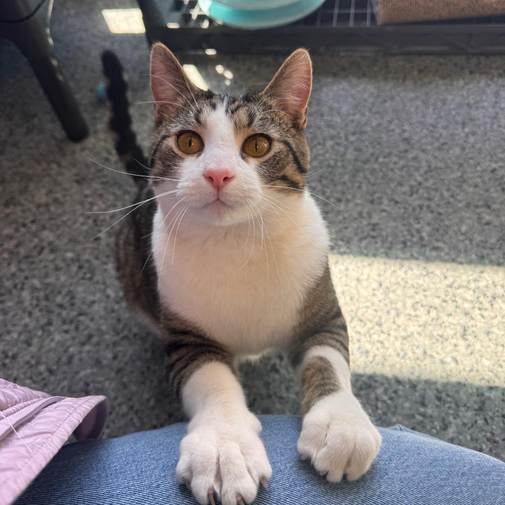 Turbo, Adoptable, Young Male Domestic Short Hair.