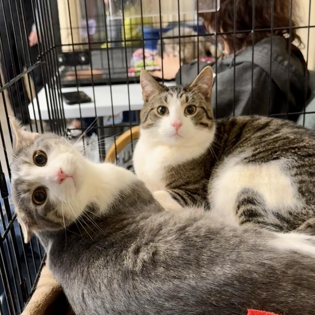 Enlarge Turbo, a Adoptable Domestic Short Hair in Mondovi, WI image 1/5