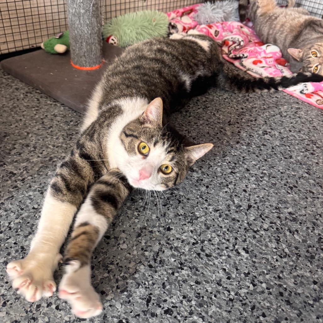 Enlarge Turbo, a Adoptable Domestic Short Hair in Mondovi, WI image 2/5