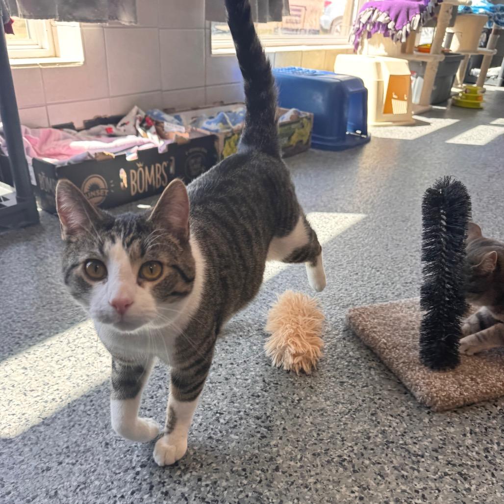 Enlarge Turbo, a Adoptable Domestic Short Hair in Mondovi, WI image 3/6
