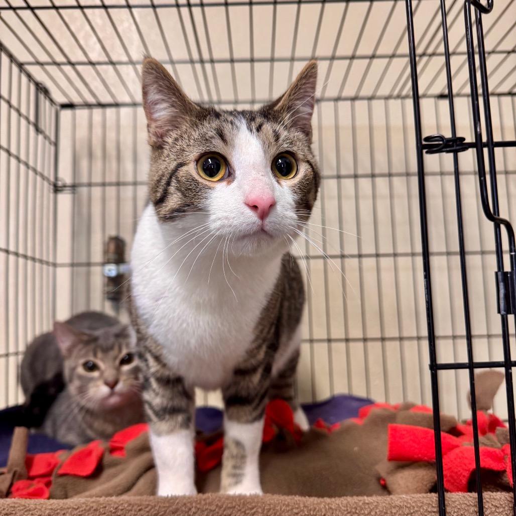 Enlarge Turbo, a Adoptable Domestic Short Hair in Mondovi, WI image 3/5