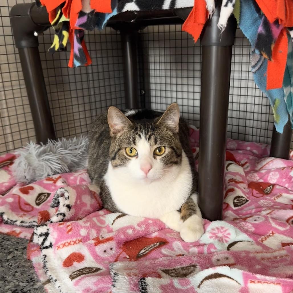 Enlarge Turbo, a Adoptable Domestic Short Hair in Mondovi, WI image 4/5