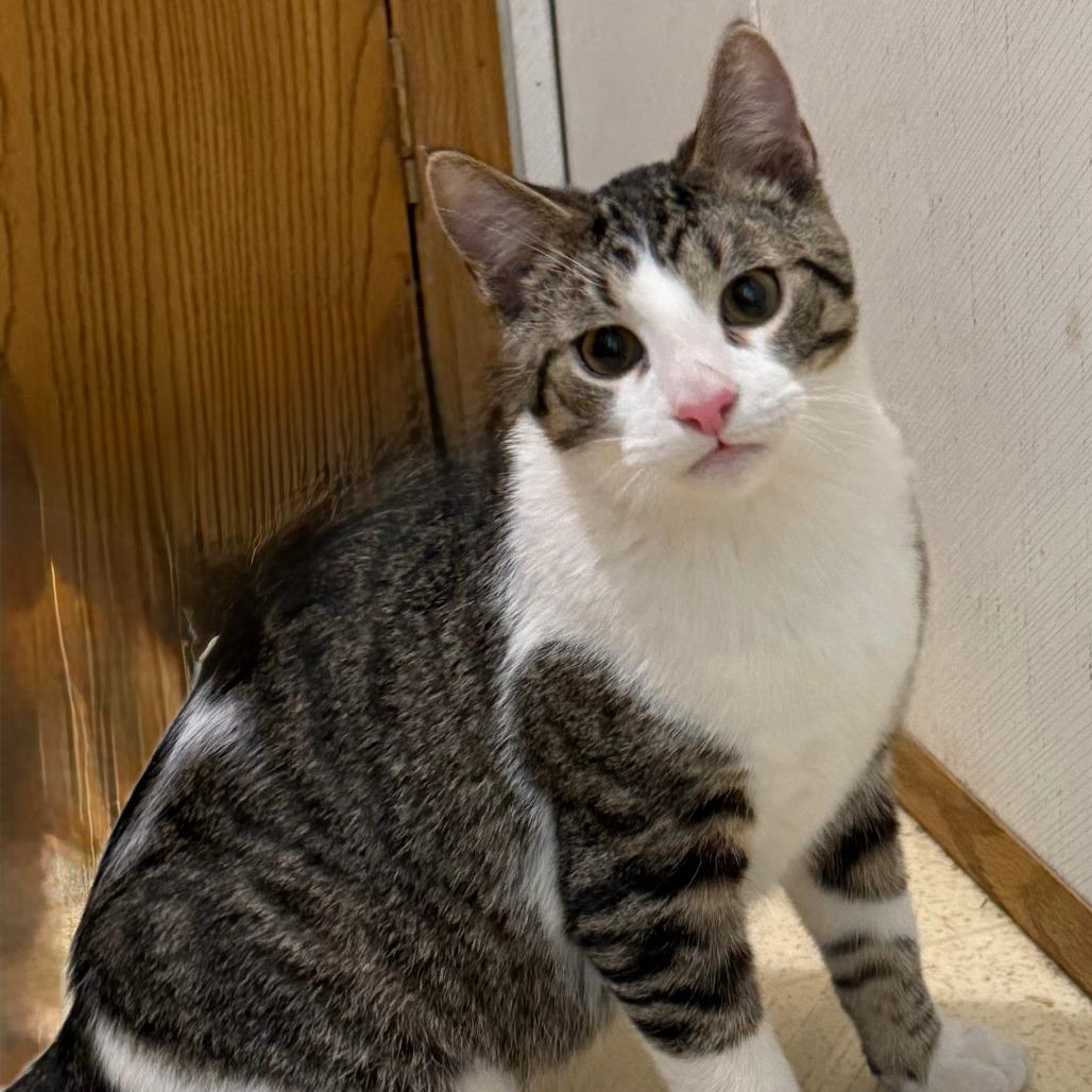 Turbo, Adoptable, Young Male Domestic Short Hair.