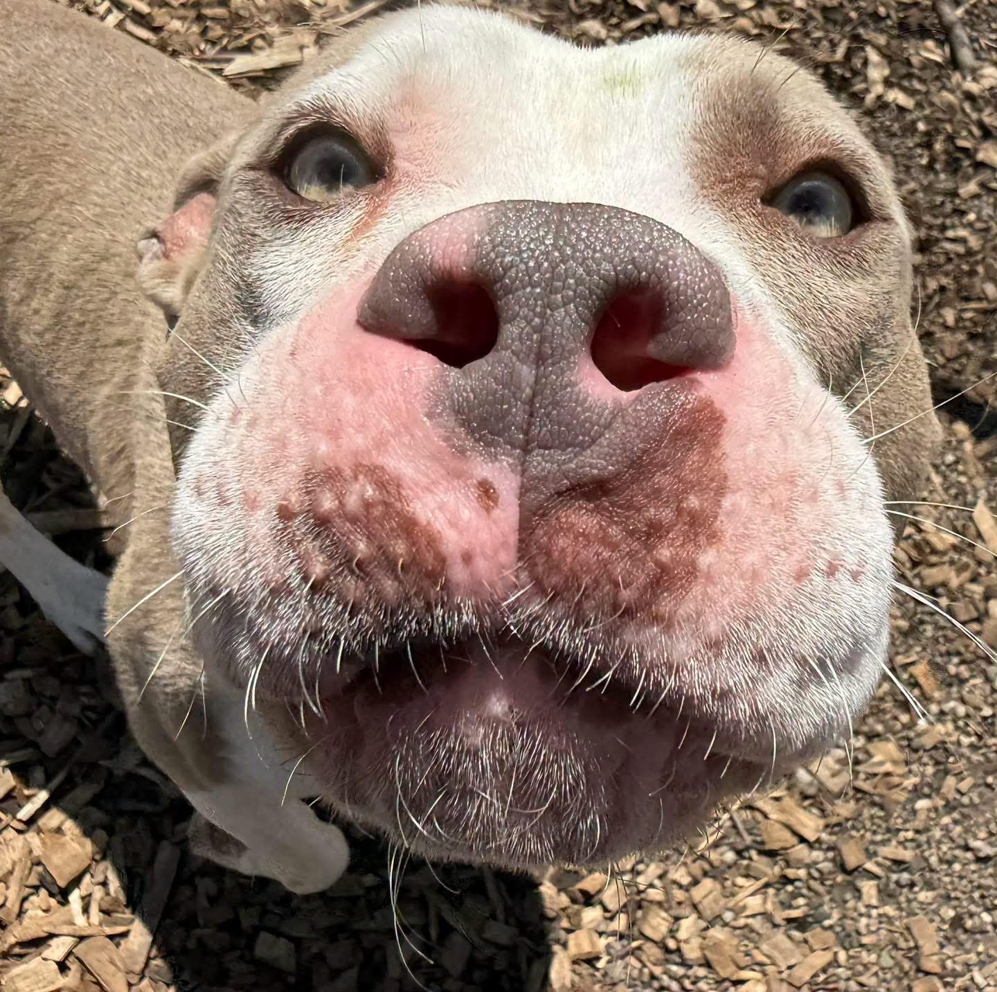 Larry, ADOPTABLE, Adult Male Mixed Breed & American Staffordshire Terrier.