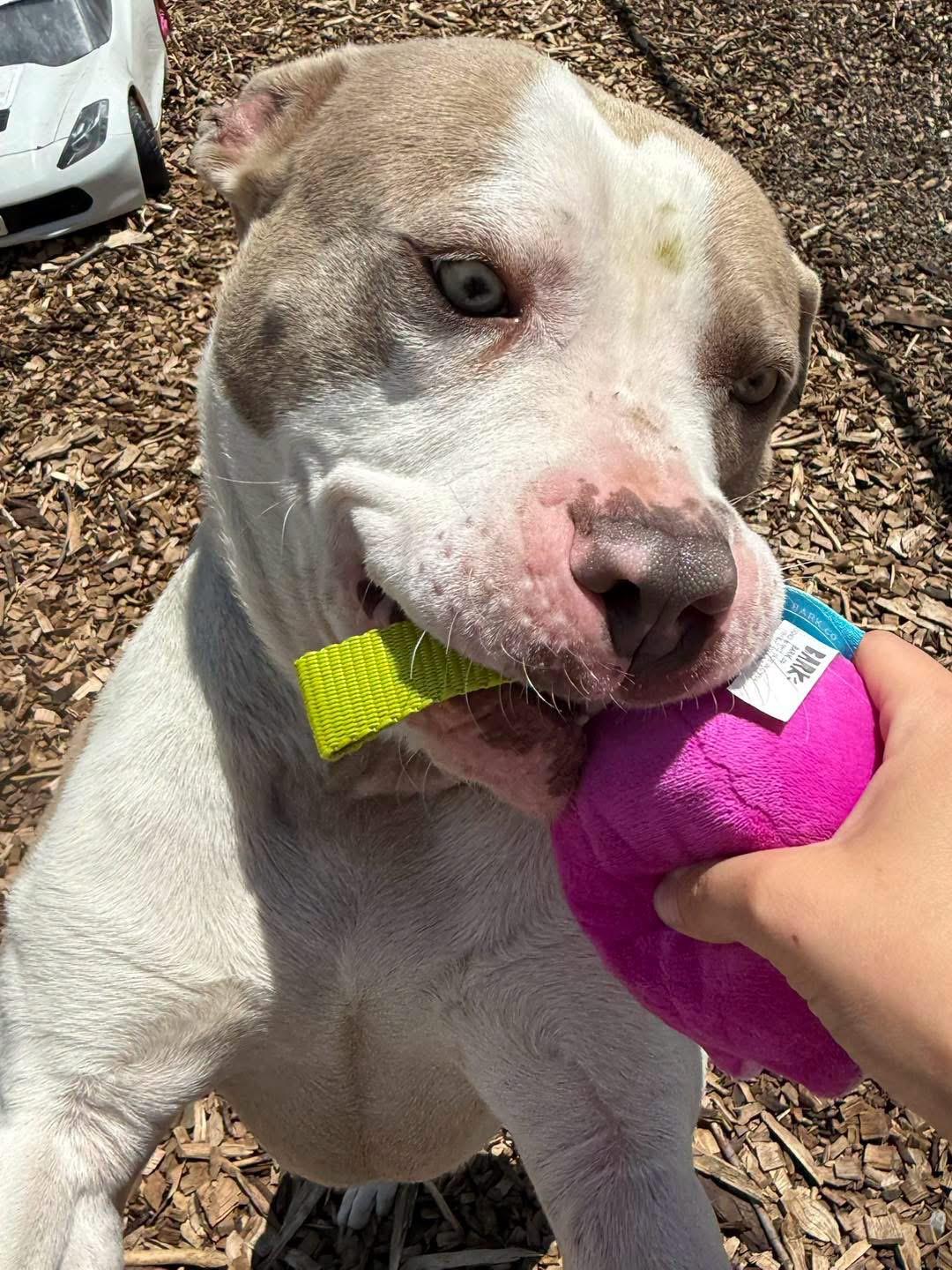 Larry, a ADOPTABLE mixed breed in Pleasant Ridge, MI image 2/5