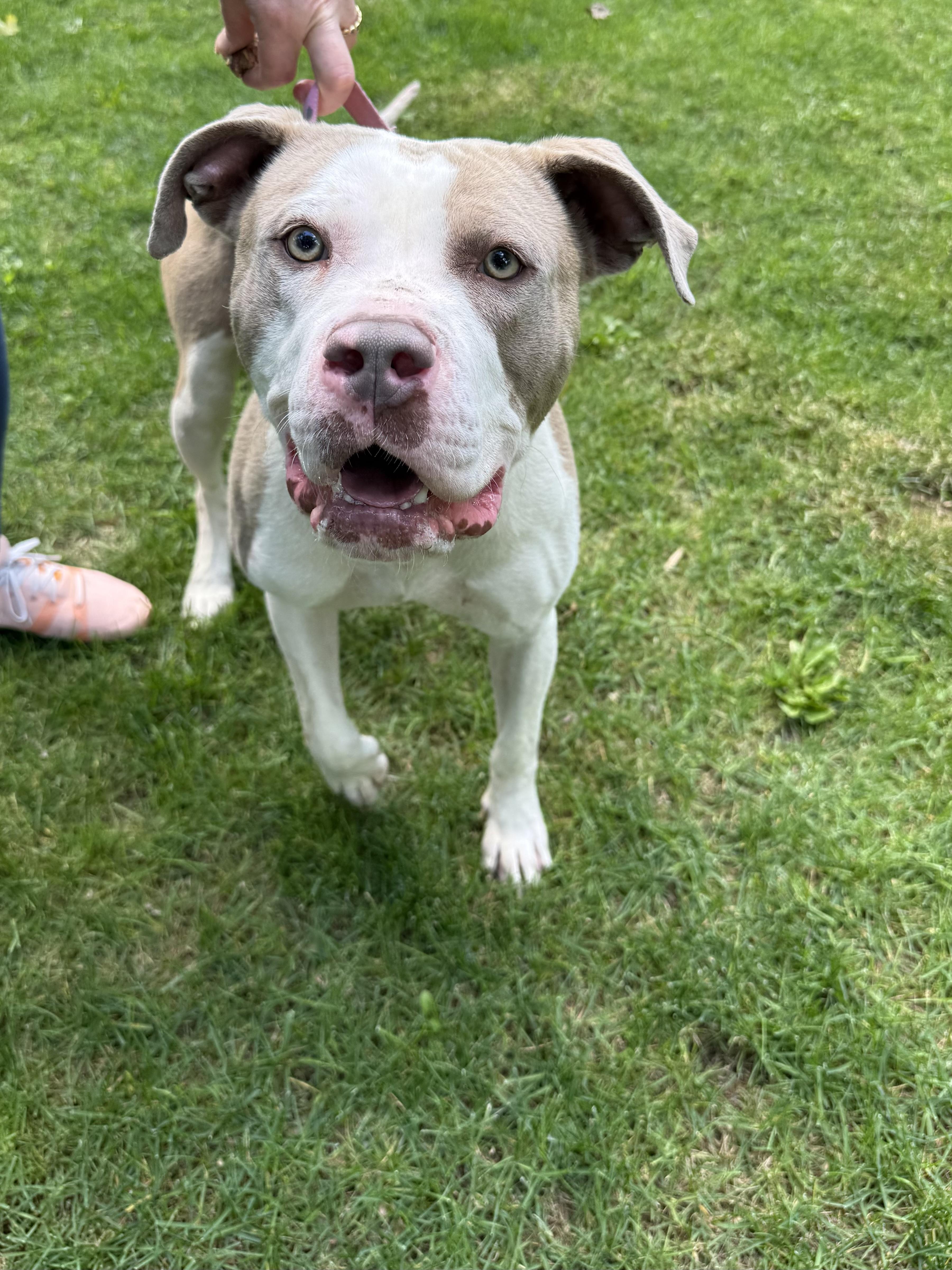 Larry, a ADOPTABLE mixed breed in Pleasant Ridge, MI image 4/5