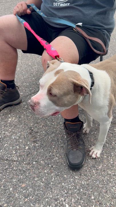 Enlarge Larry, a ADOPTABLE mixed breed in Pleasant Ridge, MI video 3/5