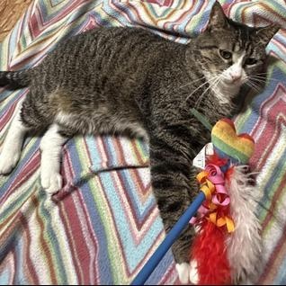 Enlarge Luna, a Adoptable mixed breed in CINCINNATI, OH image 4/6