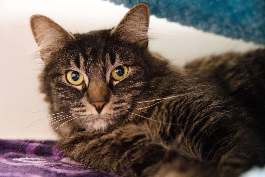 Enlarge Minkzy, an adopted mixed breed in Bellingham, WA image 1/3