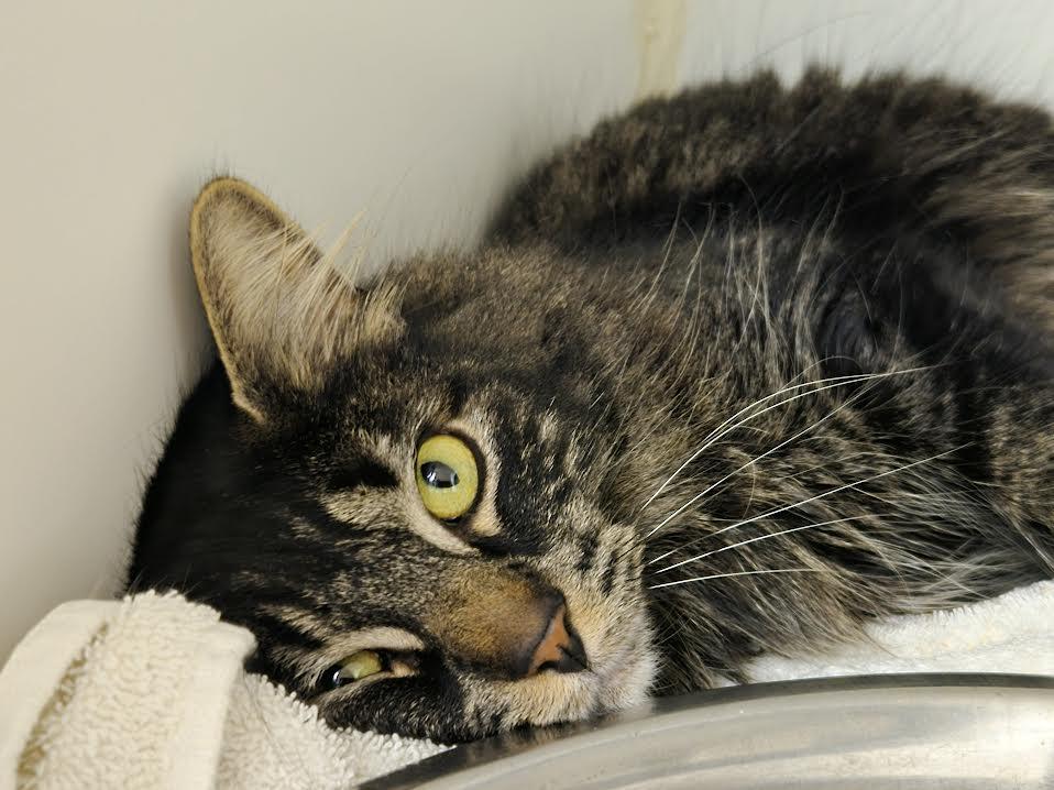 Enlarge Minkzy, an adopted mixed breed in Bellingham, WA image 3/3