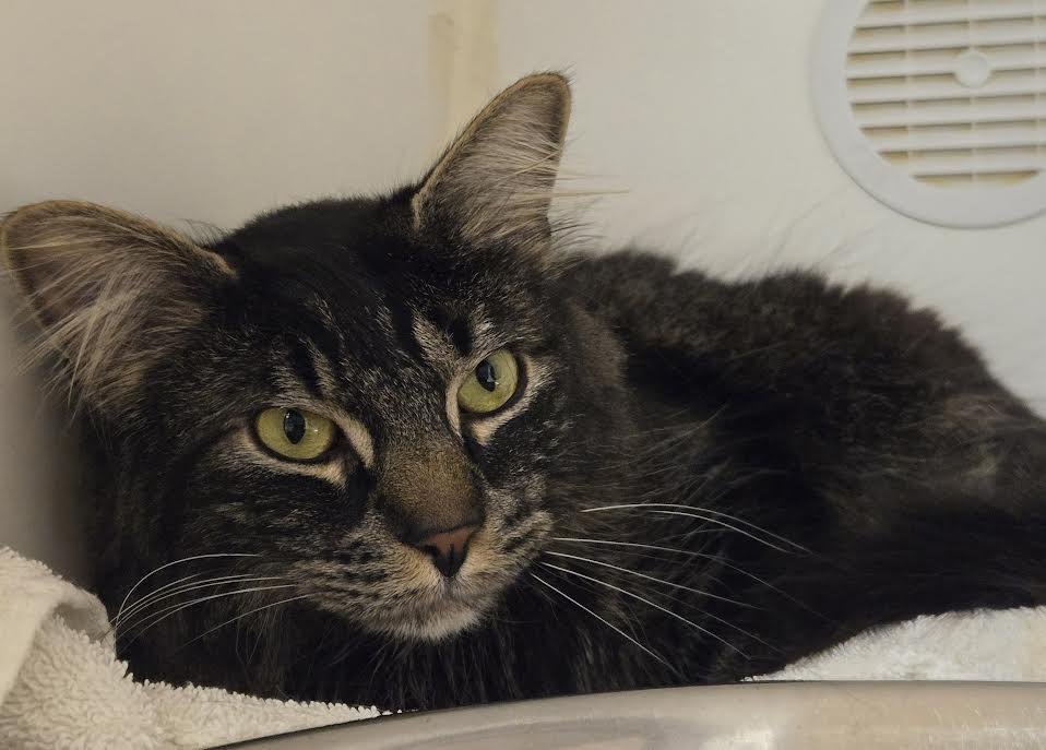 Enlarge Minkzy, an adopted mixed breed in Bellingham, WA image 2/3