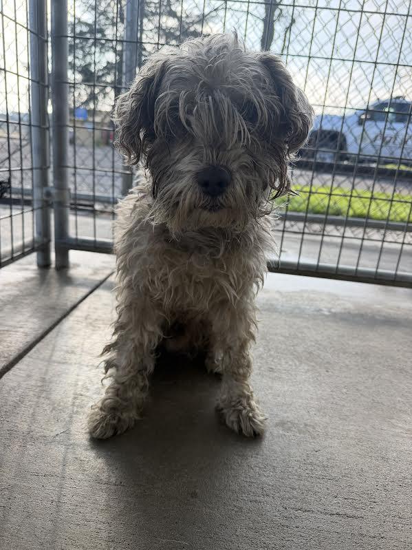 Everest, ADOPTABLE, Adult Male Schnauzer & Poodle.