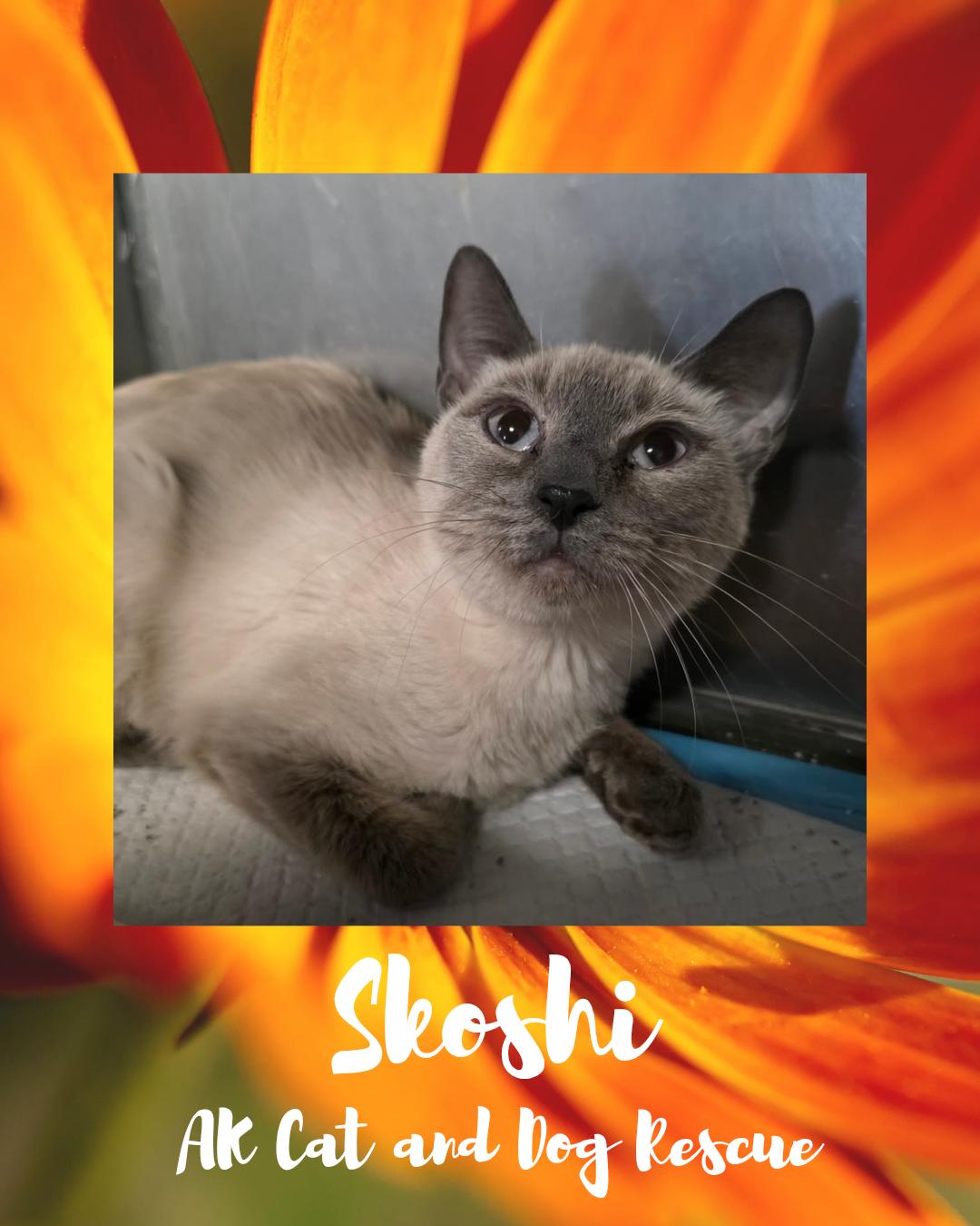 Enlarge Skoshi, a Adoptable mixed breed in Wasilla, AK image 1/1