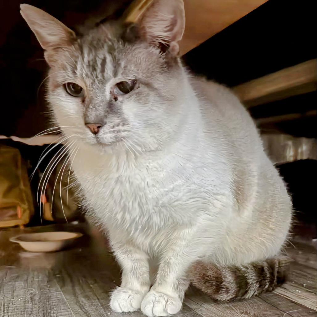 Yam Yam, Adoptable, Adult Female Siamese & Domestic Short Hair.