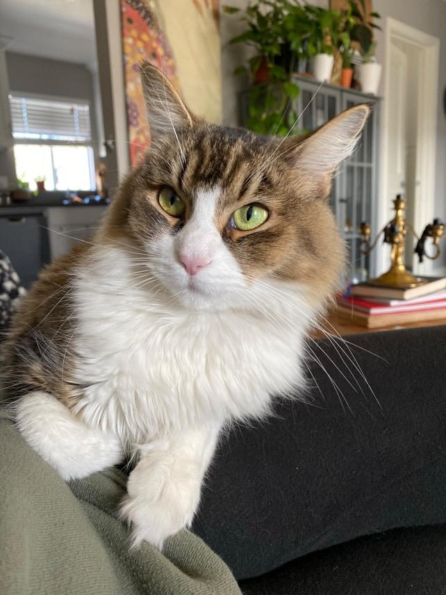 Enlarge Sasha, an adopted mixed breed in Los Angeles, CA image 5/6