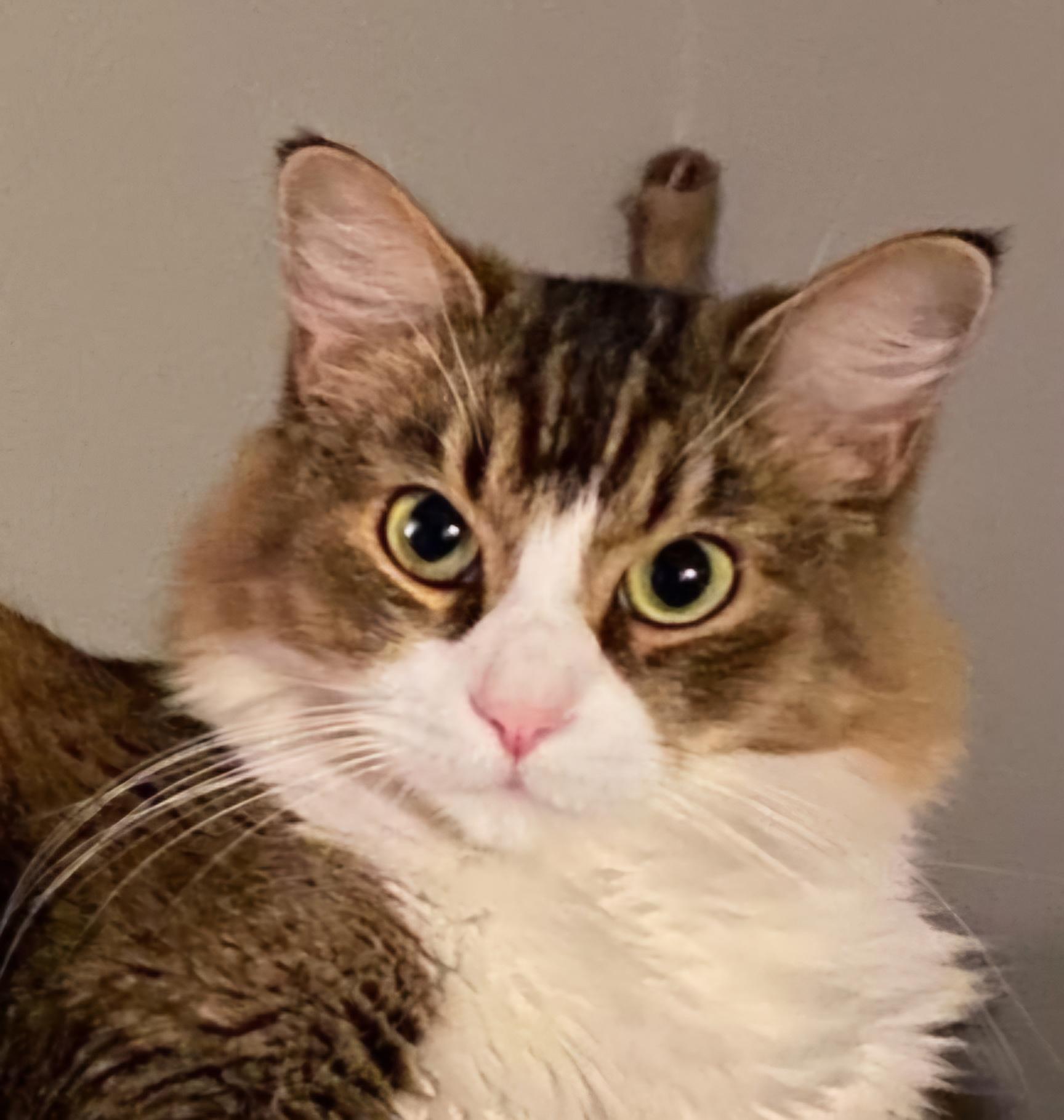 Enlarge Sasha, an adopted mixed breed in Los Angeles, CA image 2/6