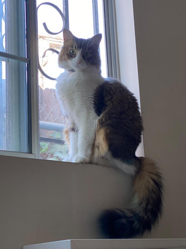 Enlarge Sasha, an adopted mixed breed in Los Angeles, CA image 6/6