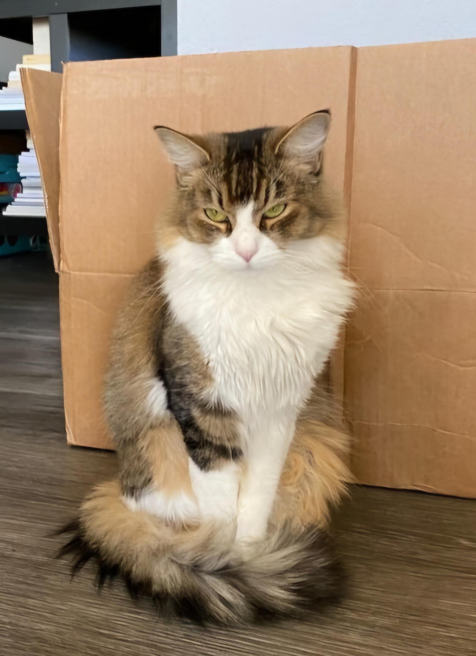 Enlarge Sasha, an adopted mixed breed in Los Angeles, CA image 4/6