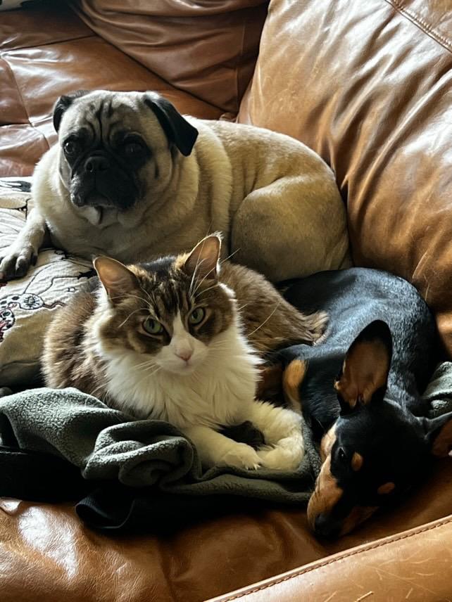 Enlarge Sasha, an adopted mixed breed in Los Angeles, CA image 3/6