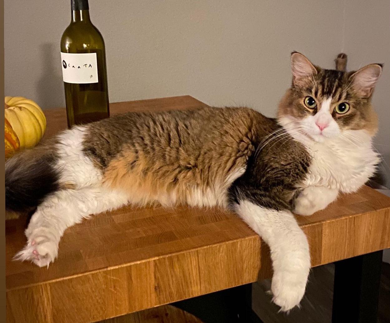 Enlarge Sasha, an adopted mixed breed in Los Angeles, CA image 1/6