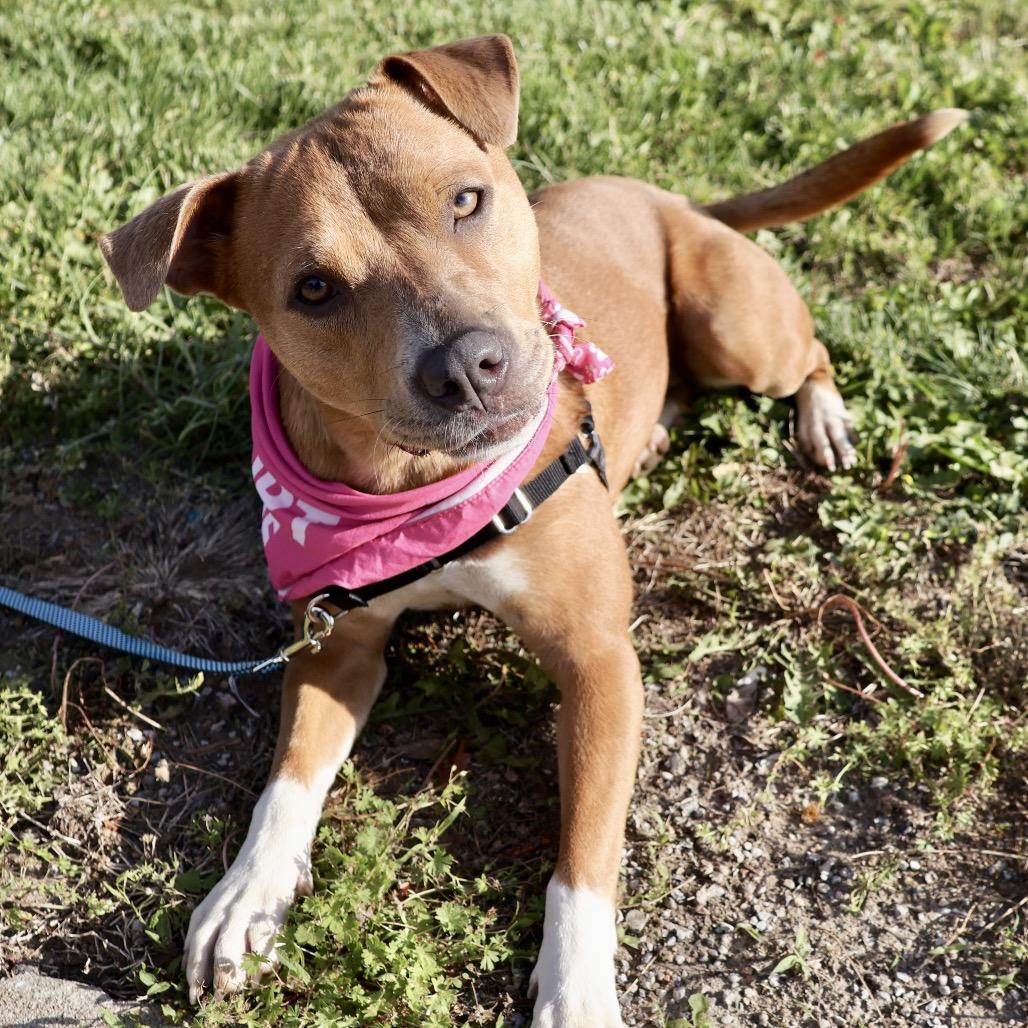 Skyla P4P, a Adoptable Mixed Breed in St Joseph, MO image 1/4