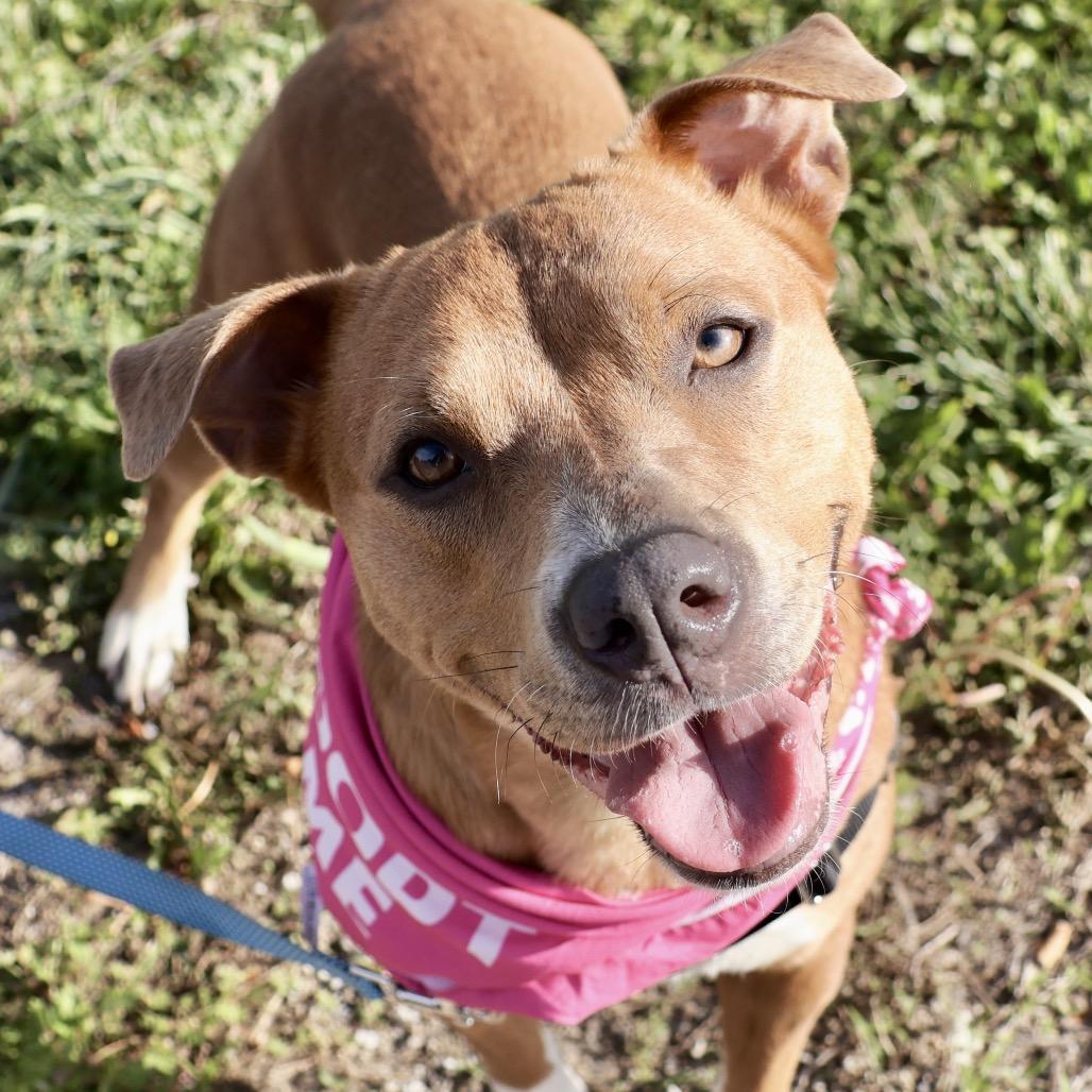 Skyla P4P, a Adoptable Mixed Breed in St Joseph, MO image 2/4