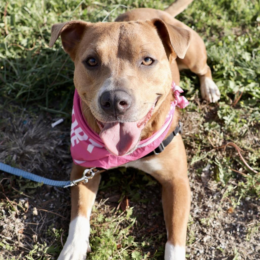 Skyla P4P, a Adoptable Mixed Breed in St Joseph, MO image 3/4