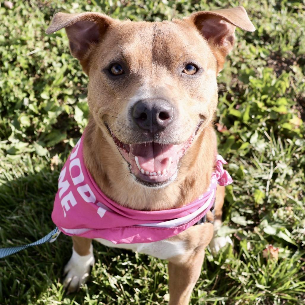 Skyla P4P, a Adoptable Mixed Breed in St Joseph, MO image 4/4