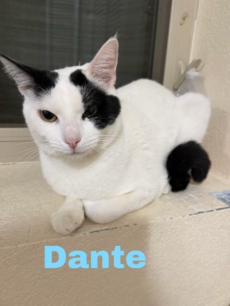 Enlarge Dante, a Adoptable Domestic Short Hair in Evergreen, CO image 1/1