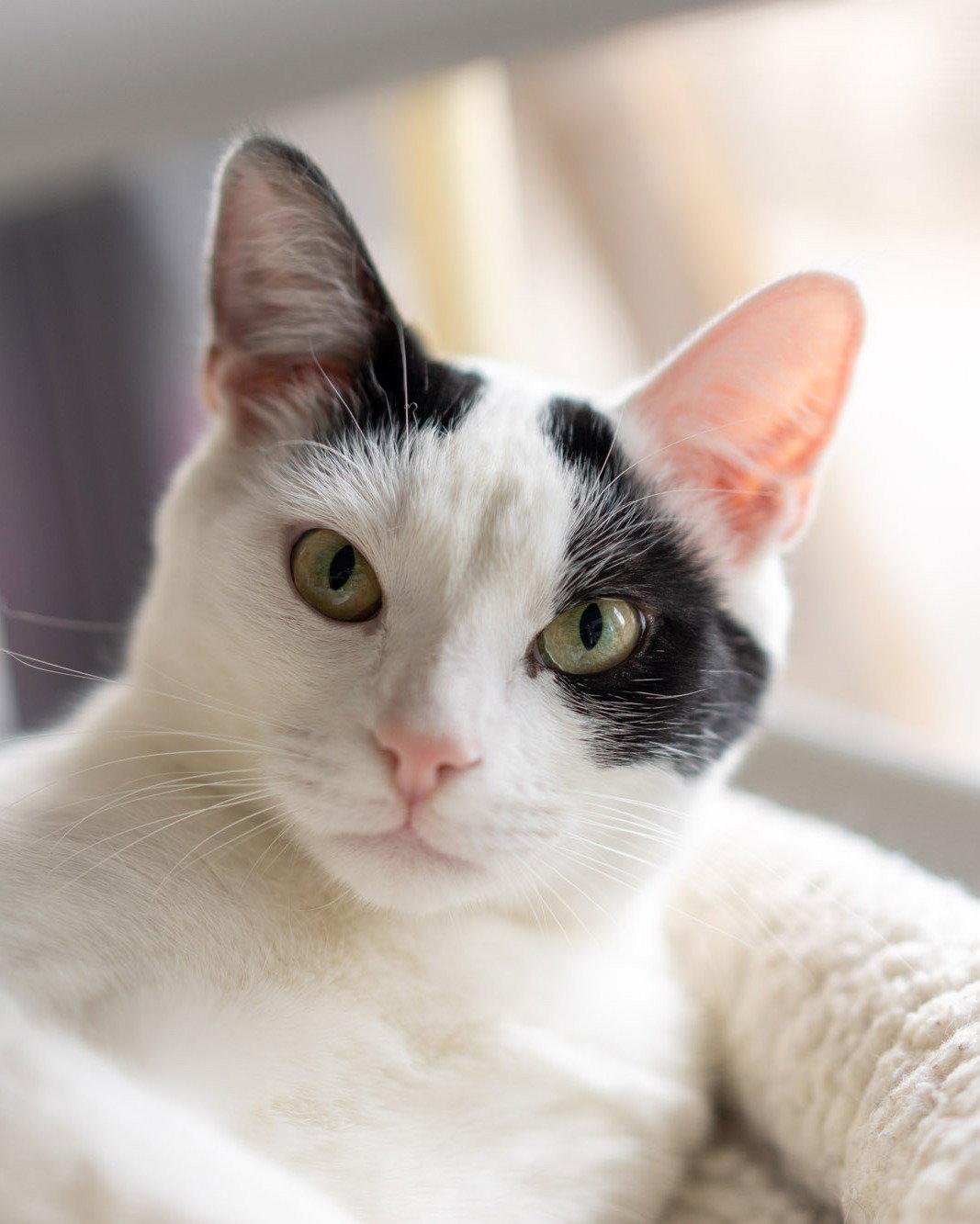 Dante, a Adoptable Domestic Short Hair in Evergreen, CO image 2/2