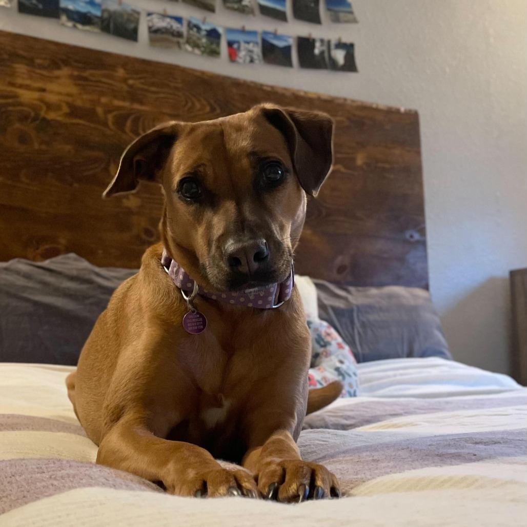 Lucy, Adoptable, Adult Female Mixed Breed.