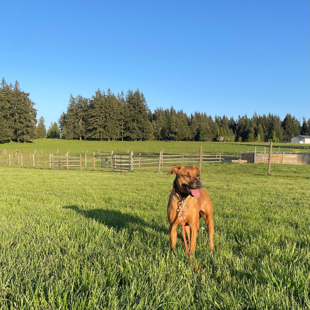 Enlarge Lucy, a Adoptable Mixed Breed in Portland, OR image 3/4