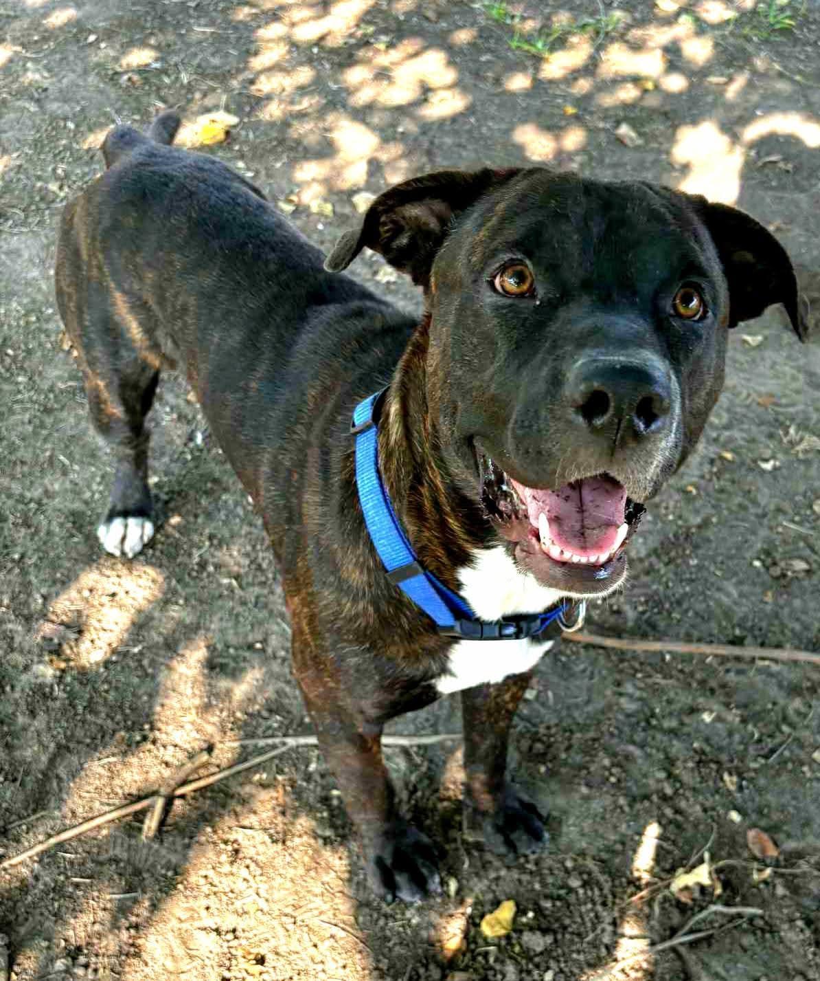 Enlarge Terry, a Adoptable mixed breed in Towanda, KS image 3/4