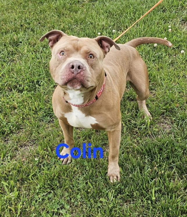 Colin, an adoptable Pit Bull Terrier Mix in Coldwater, MI_image-1