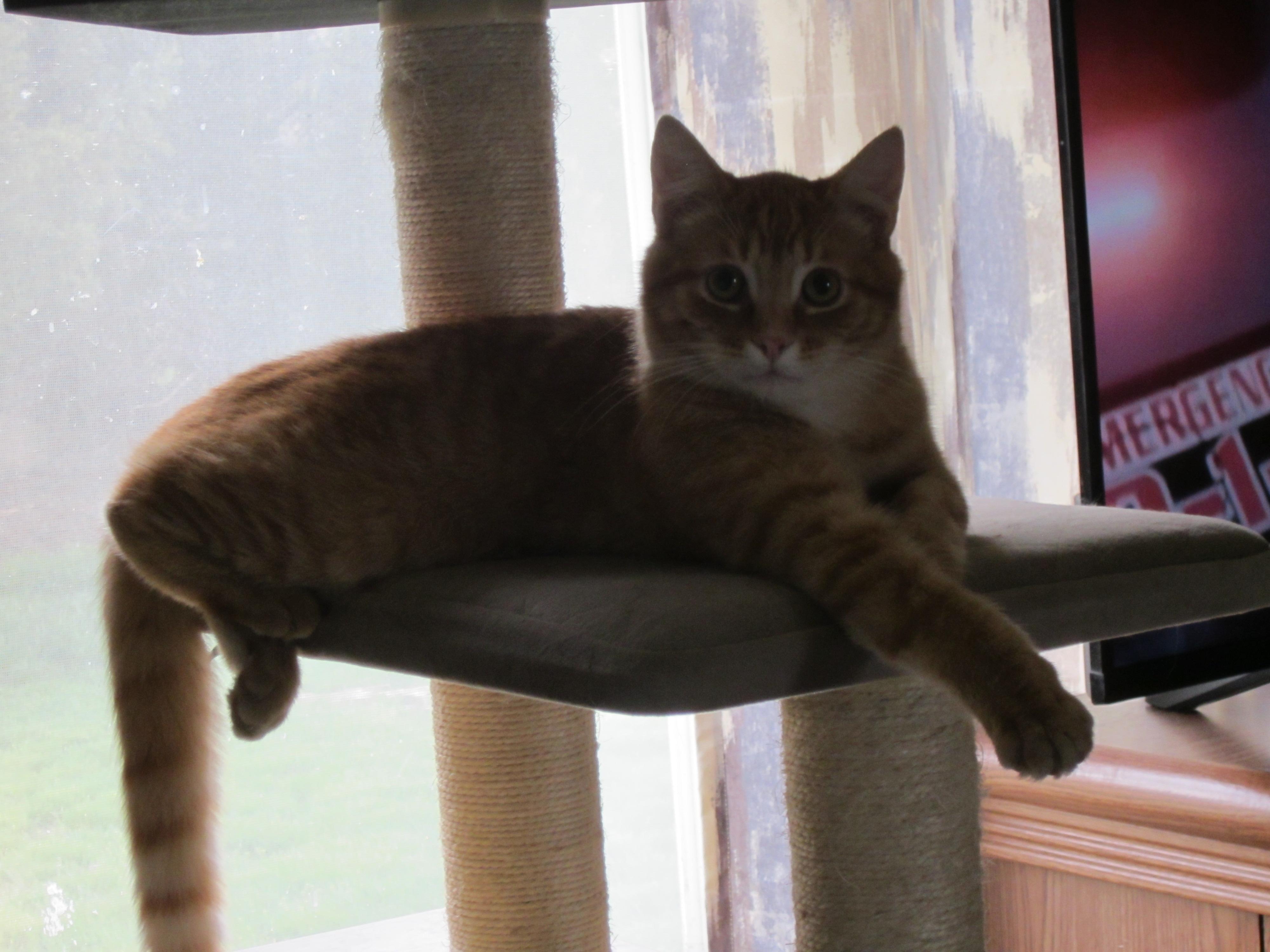 Prowler, ADOPTABLE, Young Male Domestic Short Hair.