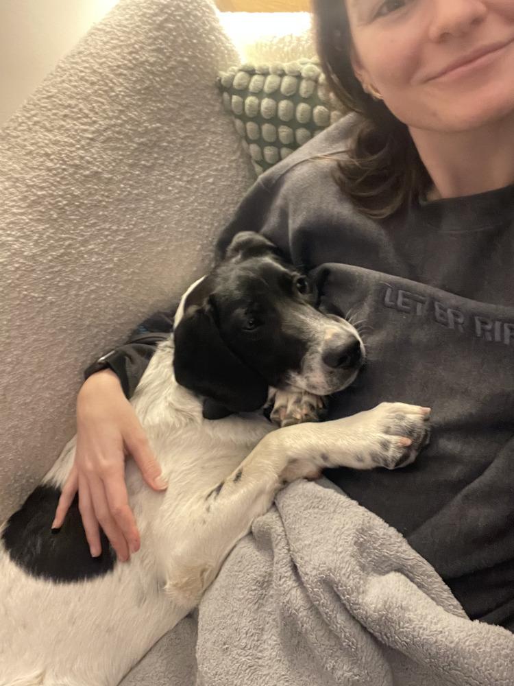 Charlie, Adoptable, Young Male Pointer & Labrador Retriever.