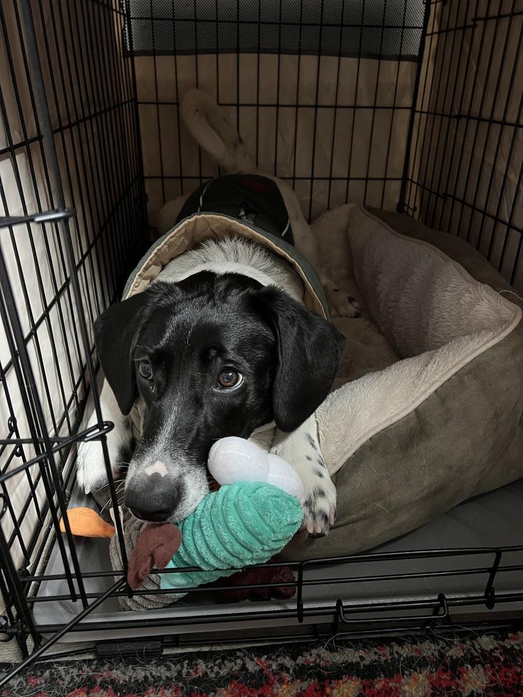 Charlie, a Adoptable mixed breed in Manhattan, NY image 2/5