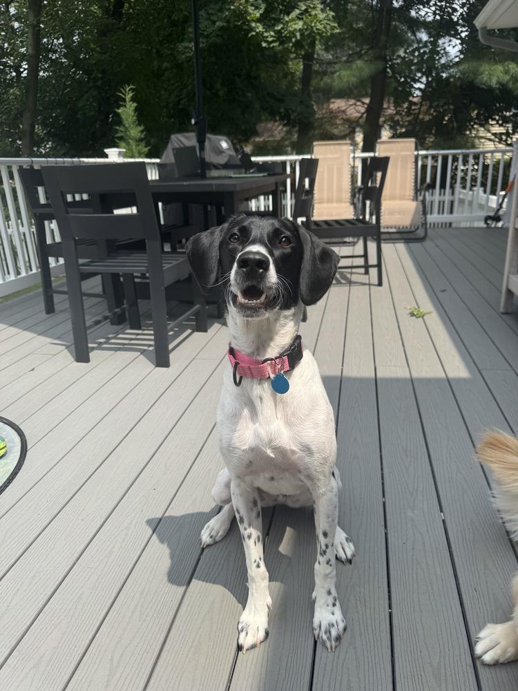 Charlie, a Adoptable mixed breed in Manhattan, NY image 3/5