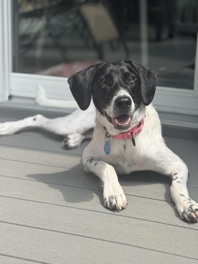 Charlie, a Adoptable mixed breed in Manhattan, NY image 4/5